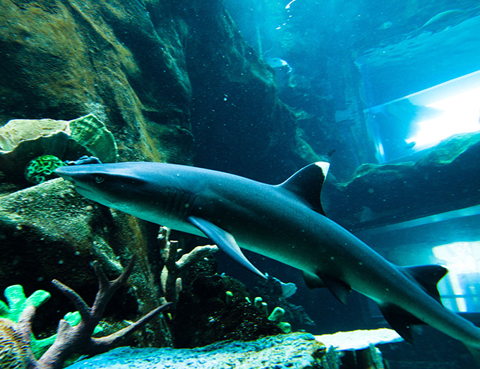 シーライフパークのサメ