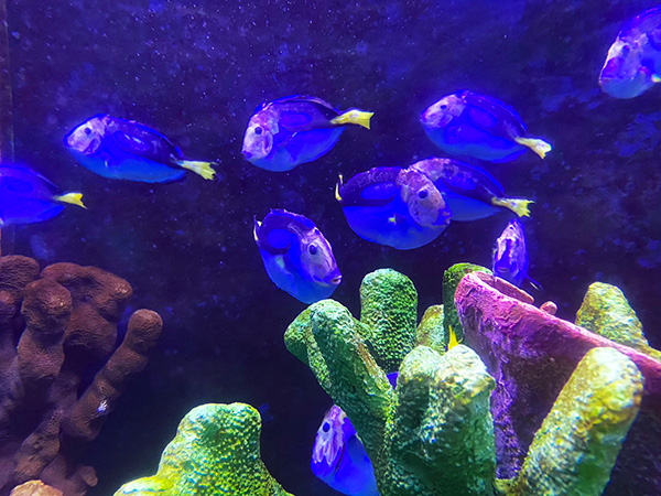シーライフパークの熱帯魚たち