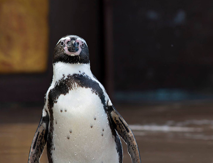 シーライフパークのフンボルトペンギン