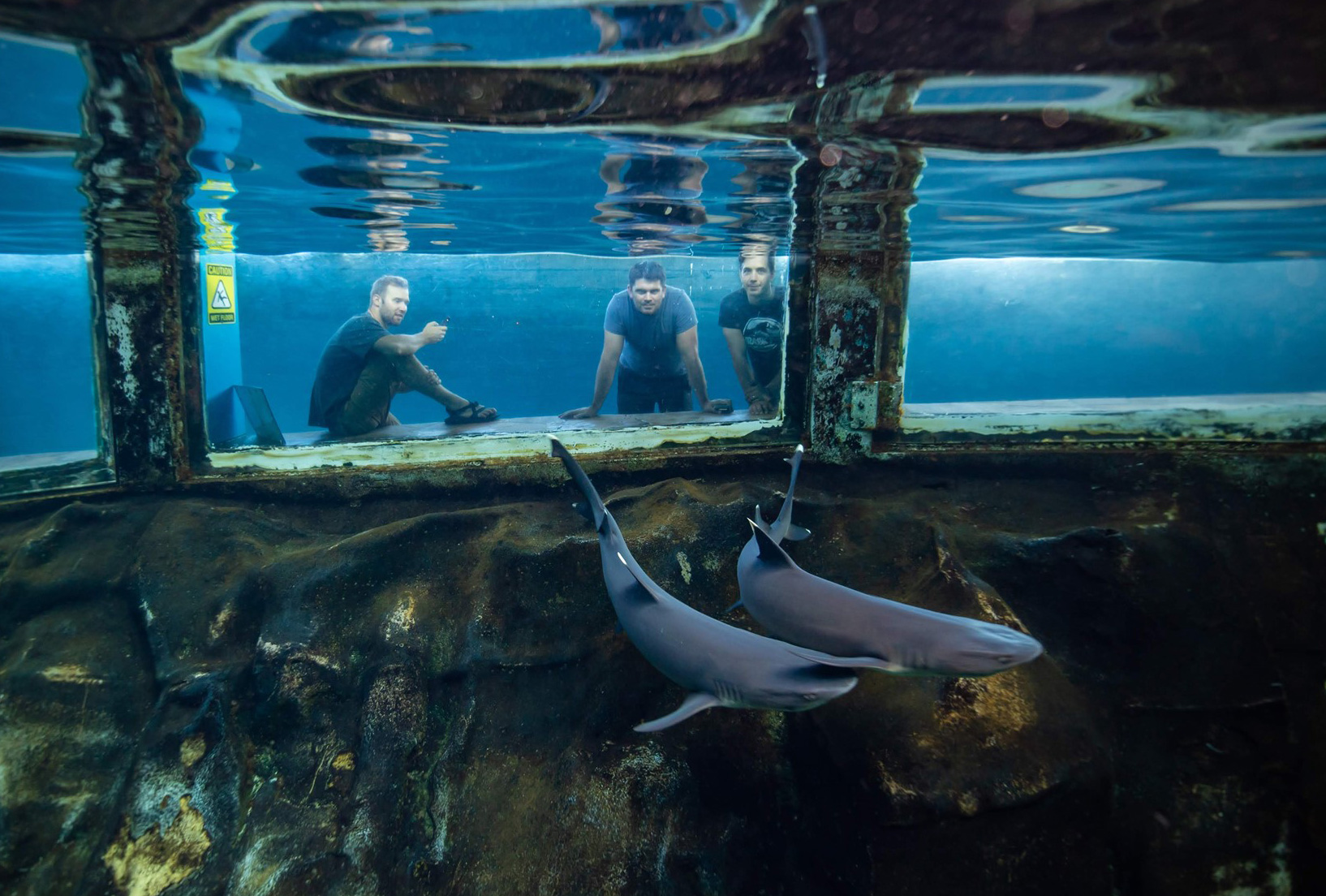 シーライフパークのサメたち（プールの内側から）
